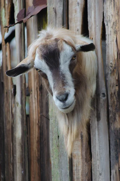 Bearded goat looking through a wooden fence boards — Stock Photo, Image