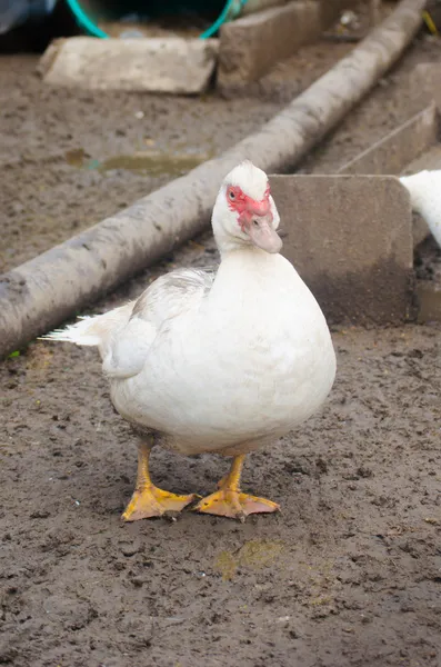 White domestic duck in the poultry yard — Stock Photo, Image
