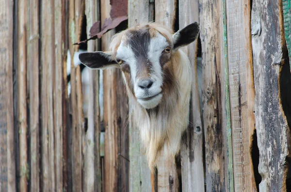 Sakallı keçi Tahta çitlerin arasından bakıyor