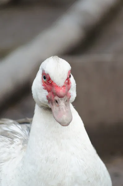 A kert-fehér belföldi kacsa — Stock Fotó