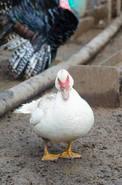 Pato doméstico branco no galinheiro — Fotografia de Stock