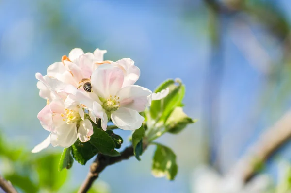 Flor de primavera del manzano — Foto de Stock