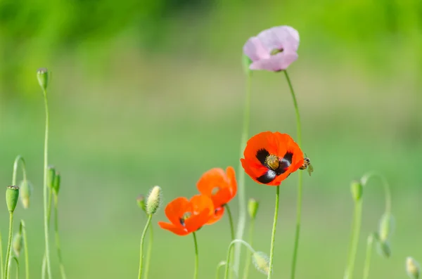 Blossom of the red wild poppies with seeds — Stock Photo, Image