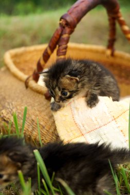 Çimlerin üzerinde oynayan iki küçük kedi yavrusu