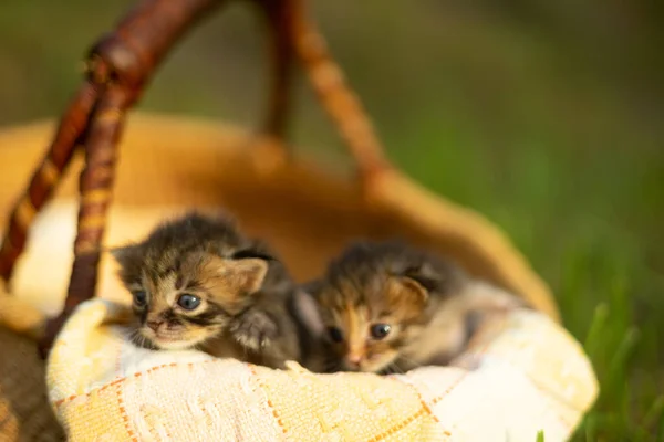 Çimlerin Üzerinde Oynayan Iki Küçük Kedi Yavrusu — Stok fotoğraf