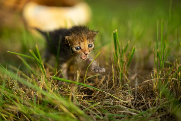 Zwei Kleine Kätzchen Spielen Draußen Gras — Stockfoto