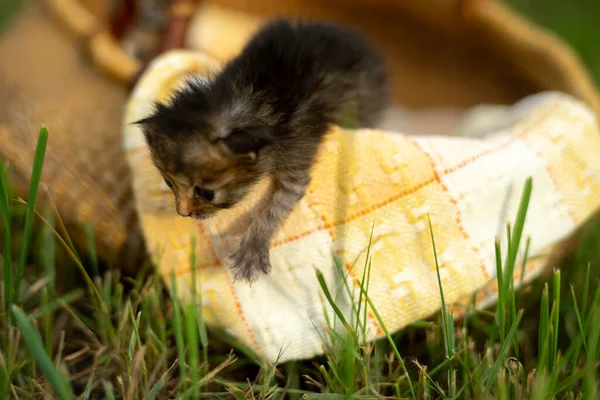 Två Små Kattungar Leker Utomhus Gräset — Stockfoto