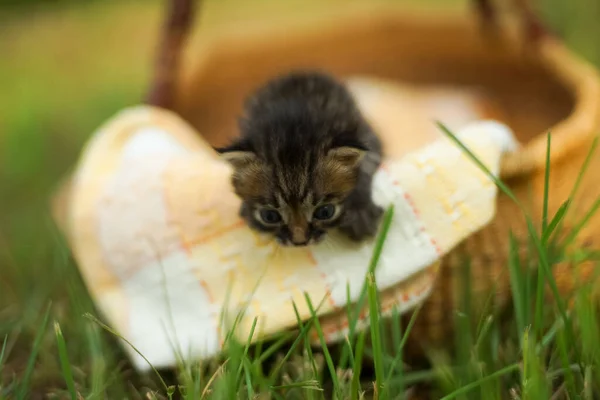 草の中で屋外で遊んでいる2つの小さな子猫 — ストック写真