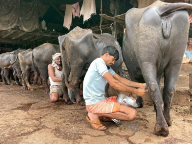 Mumbai,India-08-05-2022:A man manually milking a buffallo in a stable to sell fresh milk to people around the stable