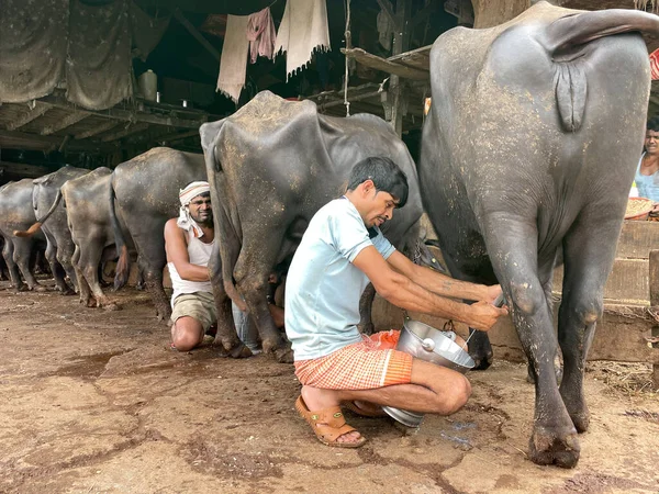 Mumbai,India-08-05-2022:A man manually milking a buffallo in a stable to sell fresh milk to people around the stable