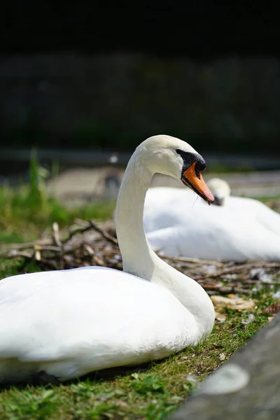 Couple of swans next to each other — Stock Photo, Image