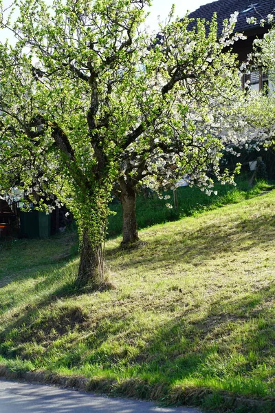 휘황찬란 한 정원에서 자라는 나무, 포루엔제 — 스톡 사진