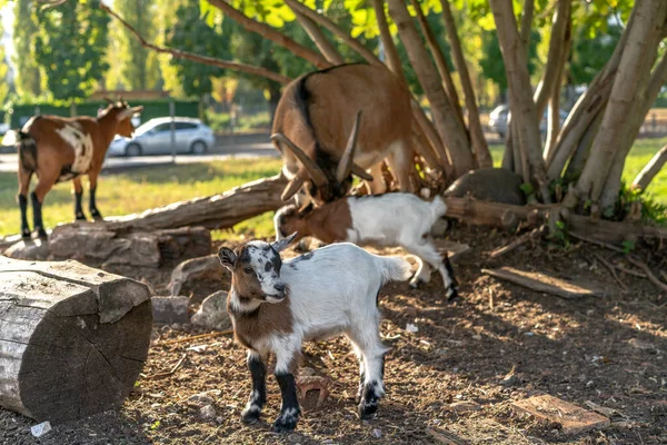 Swiss goats outside in a garden under early evening sunshine — Foto de Stock