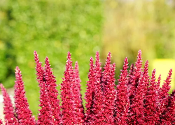 Рожева рослина на зеленому фоні — стокове фото