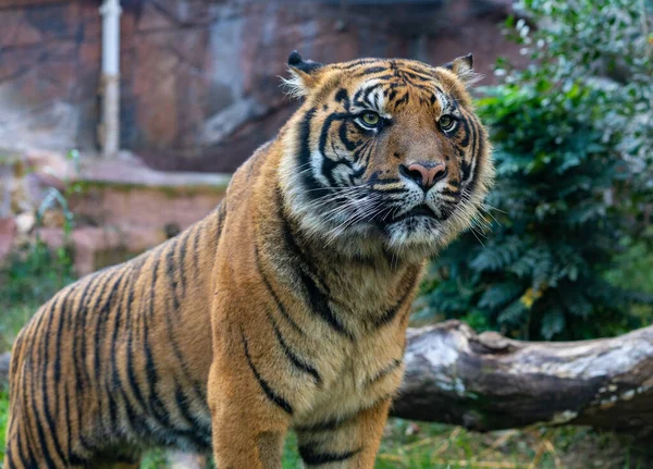 Un tigre, visto en Biopark - Zoo de Roma, Italia Imágenes de stock libres de derechos
