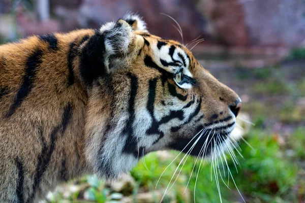 Jefe de un tigre en Biopark - Zoo de Roma, Italia Fotos de stock