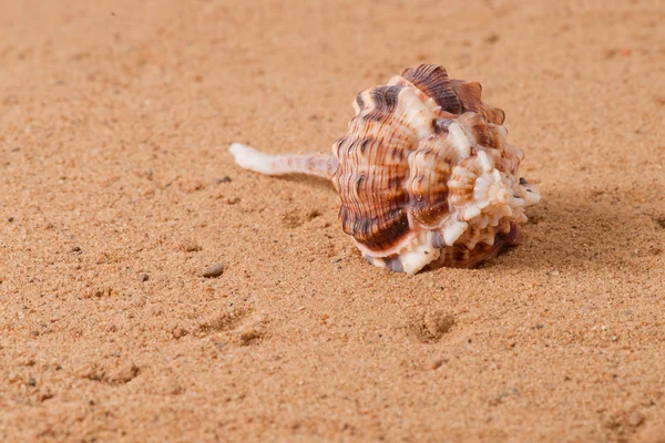 Seashell 5 — Stock Photo, Image