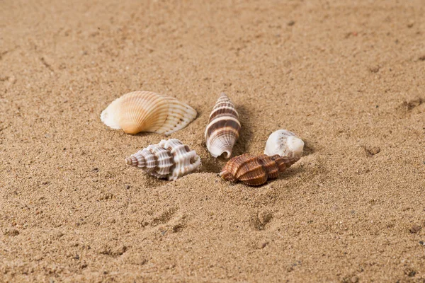 Seashell 6 — Stock Photo, Image
