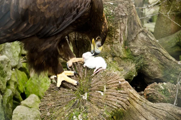 Bozkır kartalı - aquila nipalensis fare yiyor. — Stok fotoğraf