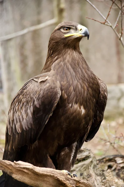 Bozkır kartalı - aquila nipalensis — Stok fotoğraf