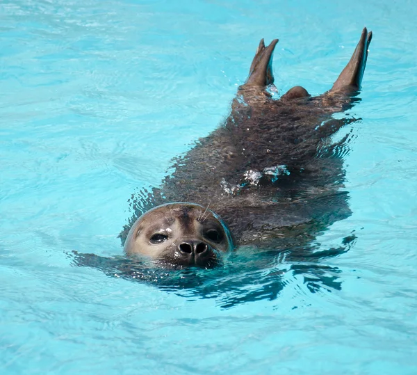 Seal — Stock Photo, Image