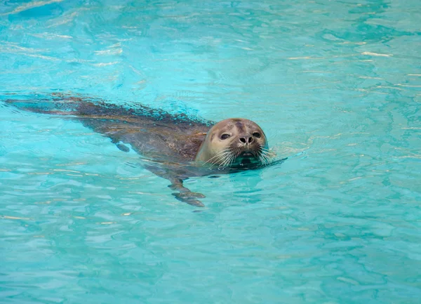 Seal — Stock Photo, Image