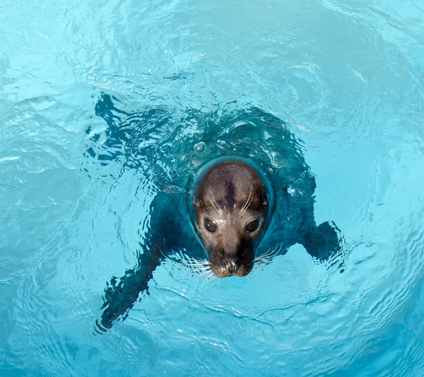 Seal — Stock Photo, Image