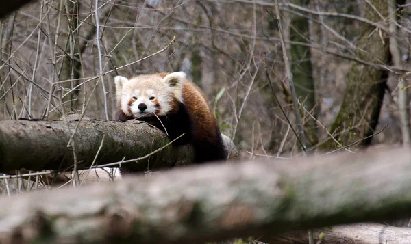 Vörös panda — Stock Fotó