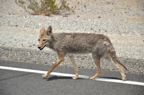 Coyote — Foto Stock