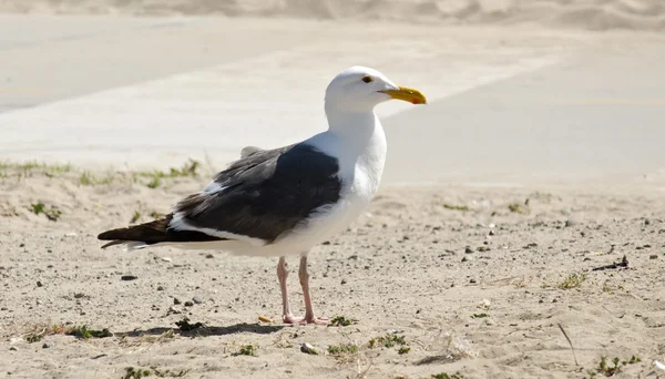 Meeuw — Stockfoto