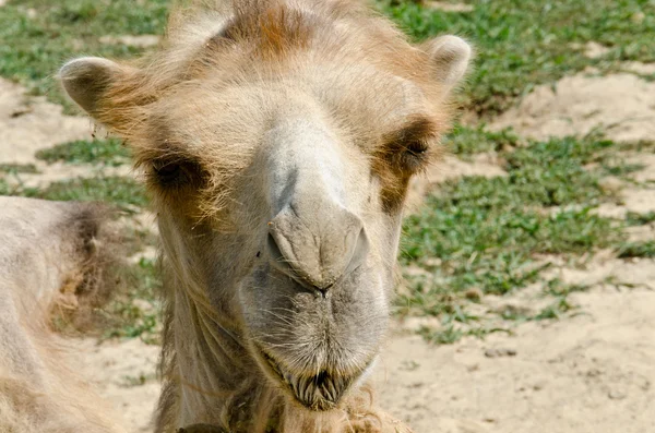 Camel — Stock Photo, Image