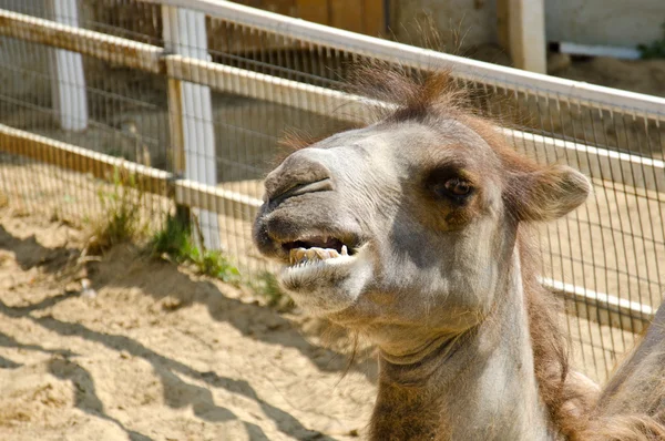 Camel — Stock Photo, Image