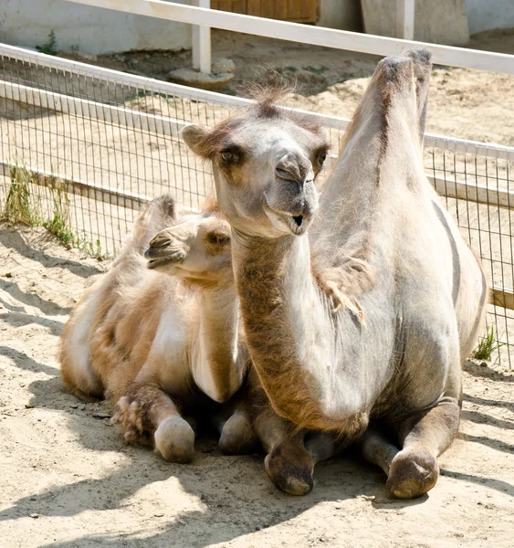 Camel and her baby — Stock Photo, Image