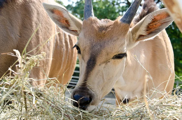 Antelope - common eland — Stock Photo, Image