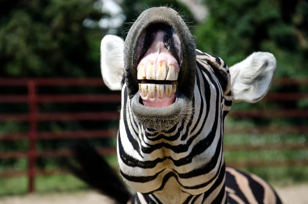 Zebra engraçada — Fotografia de Stock