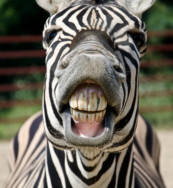 Legrační zebra — Stock fotografie