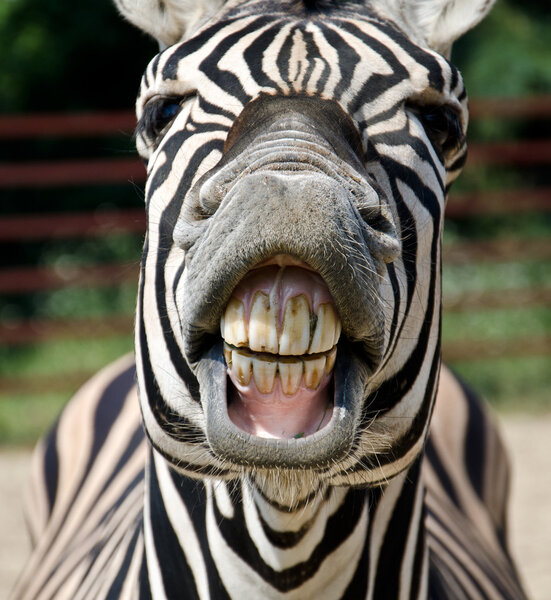 Смешная зебра
