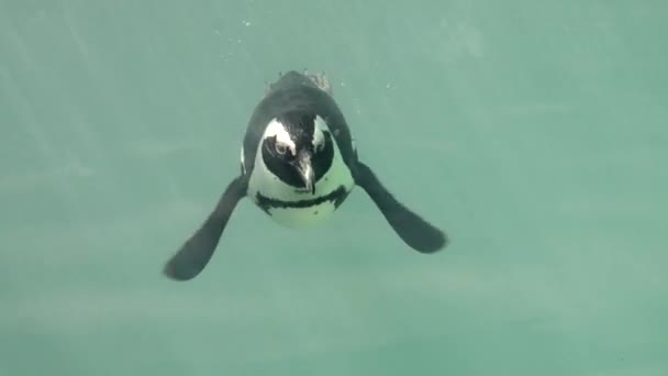 Pápaszemes pingvin a víz alatt — Stock videók