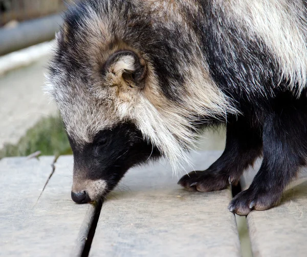 Raccoon dog — Stock Photo, Image