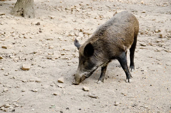 Wildschweine — Stockfoto