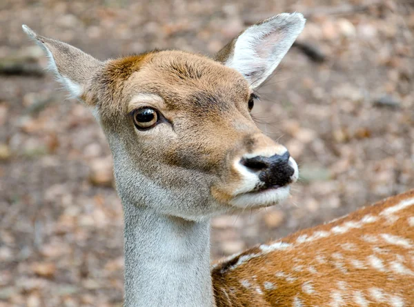 Western roe deer — Stock Photo, Image