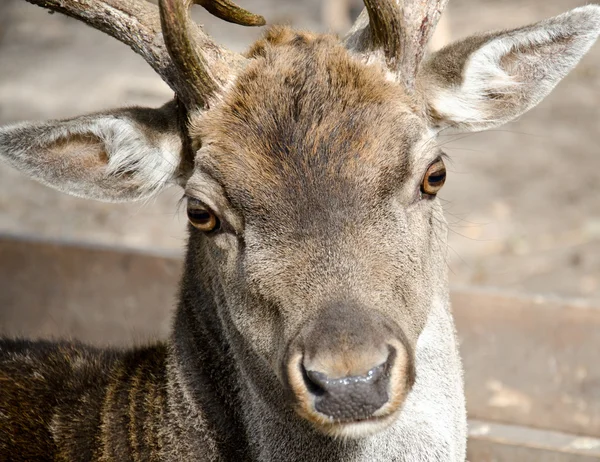 Western roe deer — Stock Photo, Image