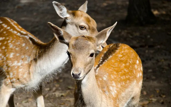 Western roe deer — Stock Photo, Image