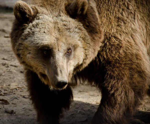 Orso bruno — Foto Stock