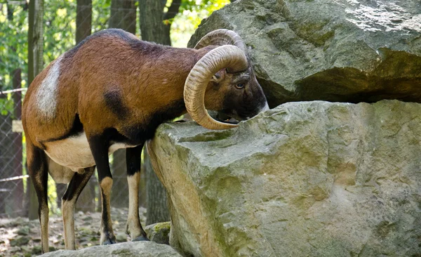 Mouflon — Stock Photo, Image
