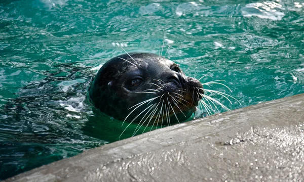 Seal — Stock Photo, Image