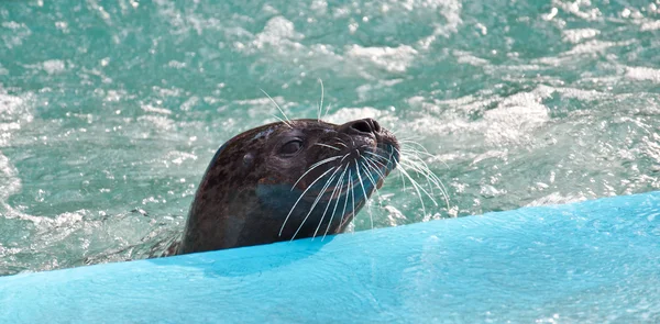 Seal — Stock Photo, Image