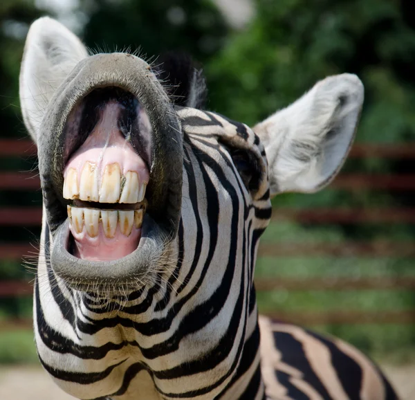 Lustiges Zebra — Stockfoto