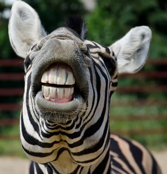 Lustiges Zebra — Stockfoto