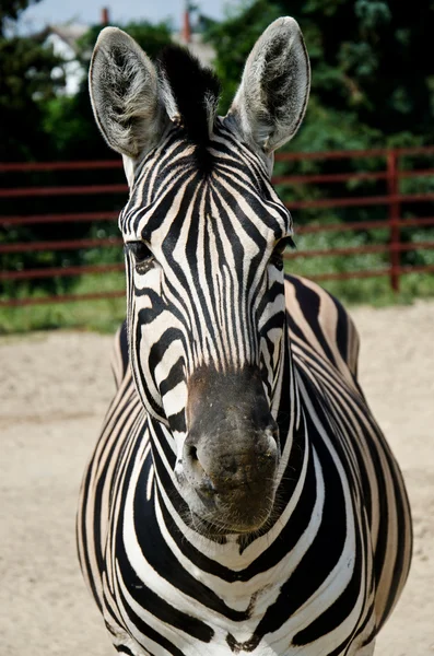 Grappige zebra — Stockfoto